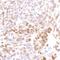 RNA Polymerase II antibody, A300-654A, Bethyl Labs, Immunohistochemistry paraffin image 