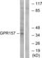 G Protein-Coupled Receptor 157 antibody, abx015310, Abbexa, Western Blot image 