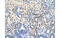 Zinc Finger Protein 326 antibody, MBS833085, MyBioSource, Immunohistochemistry frozen image 