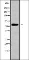 Homeobox C11 antibody, orb338376, Biorbyt, Western Blot image 