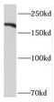 Polybromo 1 antibody, FNab06181, FineTest, Western Blot image 