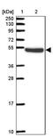 Protein pellino homolog 2 antibody, PA5-62754, Invitrogen Antibodies, Western Blot image 