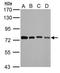 Heat Shock Protein Family A (Hsp70) Member 2 antibody, GTX110079, GeneTex, Western Blot image 