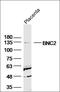 Zinc finger protein basonuclin-2 antibody, orb1754, Biorbyt, Western Blot image 