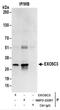 Exosome Component 3 antibody, NBP2-22261, Novus Biologicals, Immunoprecipitation image 