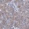 Serine Protease 35 antibody, HPA038788, Atlas Antibodies, Immunohistochemistry frozen image 