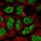 SKI Proto-Oncogene antibody, HPA066567, Atlas Antibodies, Immunofluorescence image 