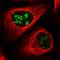 PWP1 Homolog, Endonuclein antibody, HPA038708, Atlas Antibodies, Immunofluorescence image 