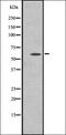 Adhesion G Protein-Coupled Receptor G3 antibody, orb335623, Biorbyt, Western Blot image 