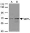 Chromodomain Y-like protein antibody, NBP1-31036, Novus Biologicals, Western Blot image 