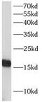 Growth arrest and DNA damage-inducible protein GADD45 gamma antibody, FNab03295, FineTest, Western Blot image 