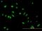 Cell growth-regulating nucleolar protein antibody, H00055646-B01P, Novus Biologicals, Immunofluorescence image 