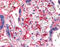 Platelet Factor 4 antibody, 51-849, ProSci, Immunohistochemistry frozen image 