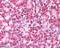 Ymer antibody, orb19009, Biorbyt, Immunohistochemistry paraffin image 