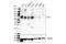 Complement regulatory protein Crry antibody, 44585S, Cell Signaling Technology, Western Blot image 