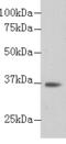 Ldh2 antibody, TA324032, Origene, Western Blot image 