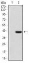 CD25 antibody, NBP2-37349, Novus Biologicals, Western Blot image 
