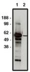 F-box/WD repeat-containing protein 7 antibody, AP05288SU-N, Origene, Western Blot image 