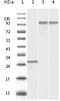 Dynamin 2 antibody, A01629, Boster Biological Technology, Western Blot image 
