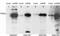 Autoimmune Regulator antibody, TA303113, Origene, Western Blot image 