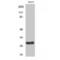 Cell Division Cycle Associated 3 antibody, LS-C382607, Lifespan Biosciences, Western Blot image 