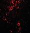 Bifunctional Apoptosis Regulator antibody, orb89856, Biorbyt, Immunofluorescence image 