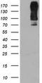 Dipeptidyl Peptidase 9 antibody, CF504040, Origene, Western Blot image 