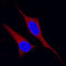 Mitogen-Activated Protein Kinase Kinase 2 antibody, MAB2855, R&D Systems, Immunofluorescence image 