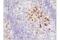 TNF Receptor Superfamily Member 4 antibody, 61637S, Cell Signaling Technology, Immunohistochemistry frozen image 