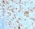 TNF Receptor Superfamily Member 8 antibody, V2991S-0.5ML, NSJ Bioreagents, Flow Cytometry image 
