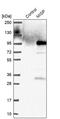 Mitotic Spindle Positioning antibody, PA5-64011, Invitrogen Antibodies, Western Blot image 