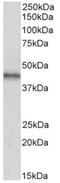 Atypical Chemokine Receptor 3 antibody, AP33489PU-N, Origene, Western Blot image 