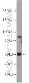 Coiled-Coil Domain Containing 105 antibody, 24026-1-AP, Proteintech Group, Western Blot image 