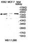 Acylaminoacyl-Peptide Hydrolase antibody, orb78337, Biorbyt, Western Blot image 