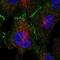 Tumor Protein P53 Binding Protein 2 antibody, NBP2-58677, Novus Biologicals, Immunofluorescence image 