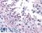 Frizzled Class Receptor 9 antibody, LS-B4374, Lifespan Biosciences, Immunohistochemistry frozen image 