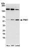 Bifunctional polynucleotide phosphatase/kinase antibody, A300-257A, Bethyl Labs, Western Blot image 