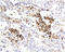Gastrin Releasing Peptide antibody, 250676, Abbiotec, Immunohistochemistry paraffin image 