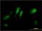 Regulator Of Cell Cycle antibody, MA5-24460, Invitrogen Antibodies, Immunofluorescence image 