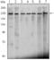 Chromodomain Helicase DNA Binding Protein 3 antibody, AM06458SU-N, Origene, Western Blot image 