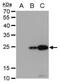 Japanese Encephalitis Virus NS4B  antibody, NBP2-42898, Novus Biologicals, Western Blot image 