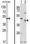 MOK Protein Kinase antibody, AP17699PU-N, Origene, Western Blot image 
