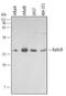 RAS Like Proto-Oncogene A antibody, AF3204, R&D Systems, Western Blot image 
