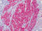 Calponin 1 antibody, 51-442, ProSci, Immunohistochemistry paraffin image 