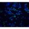 X-Box Binding Protein 1 antibody, LS-B188, Lifespan Biosciences, Immunofluorescence image 