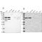 Sialic Acid Acetylesterase antibody, PA5-58230, Invitrogen Antibodies, Western Blot image 