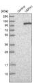 Ventricular zone-expressed PH domain-containing protein 1 antibody, NBP1-82291, Novus Biologicals, Western Blot image 