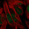 SIX Homeobox 1 antibody, AMAb90544, Atlas Antibodies, Immunofluorescence image 