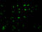 Histone Cluster 1 H1 Family Member E antibody, LS-C670357, Lifespan Biosciences, Immunofluorescence image 