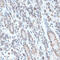 Zinc Finger Protein 707 antibody, 15-174, ProSci, Immunohistochemistry paraffin image 